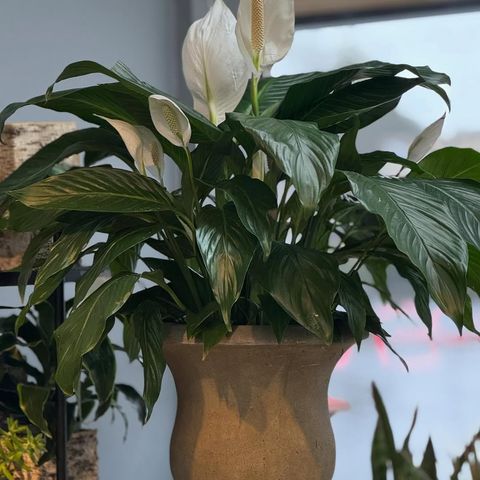 Flowers of Marietta portfolio — 17